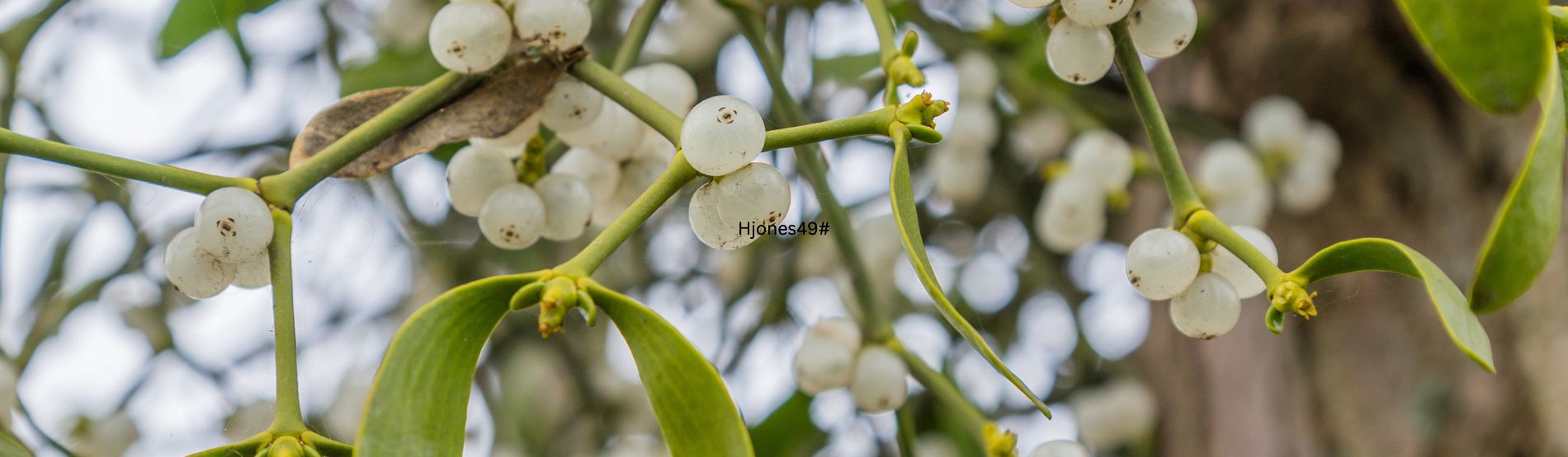 Mistletoe plant